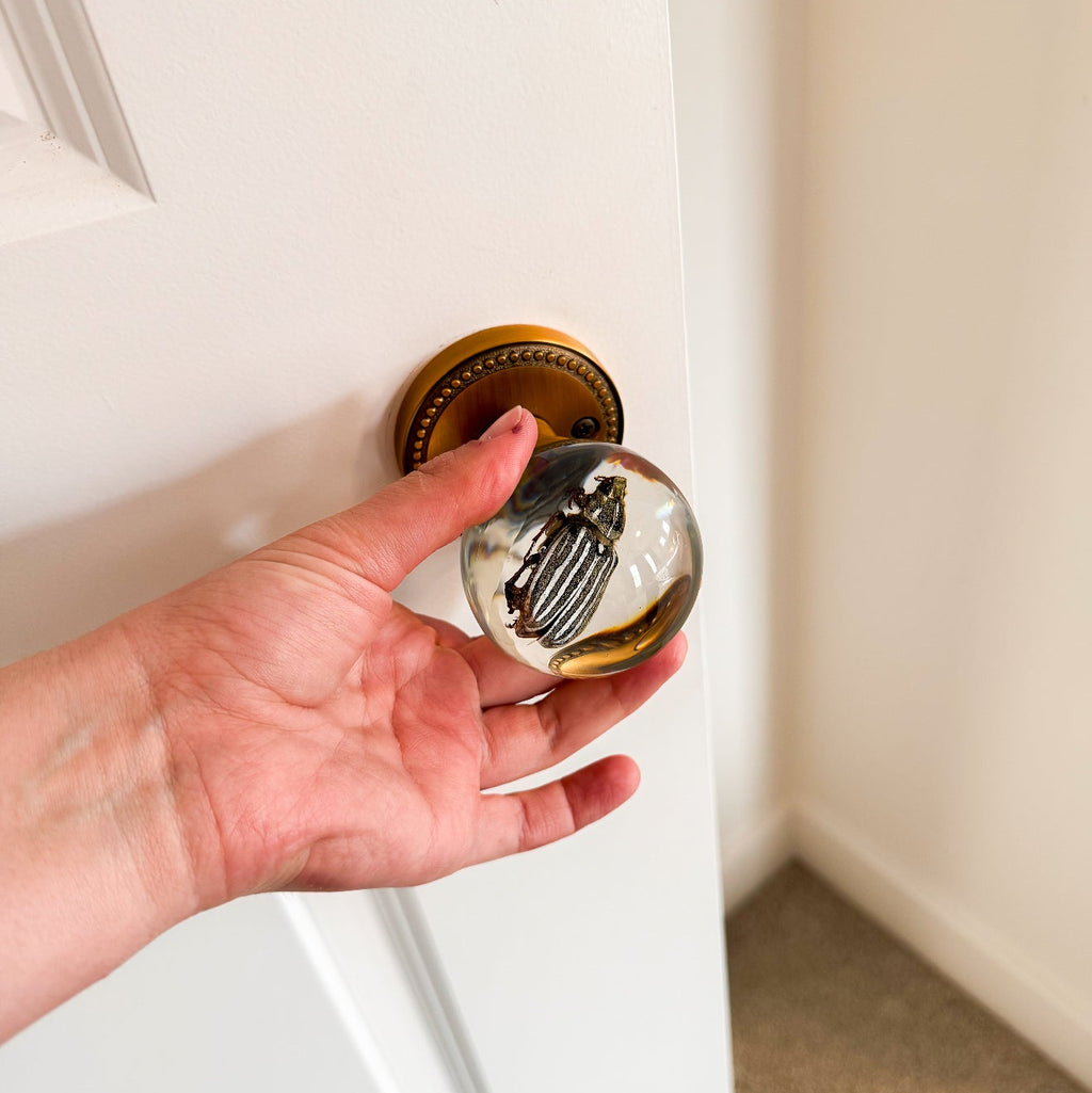 10-Lined June Beetle Resin Doorknob